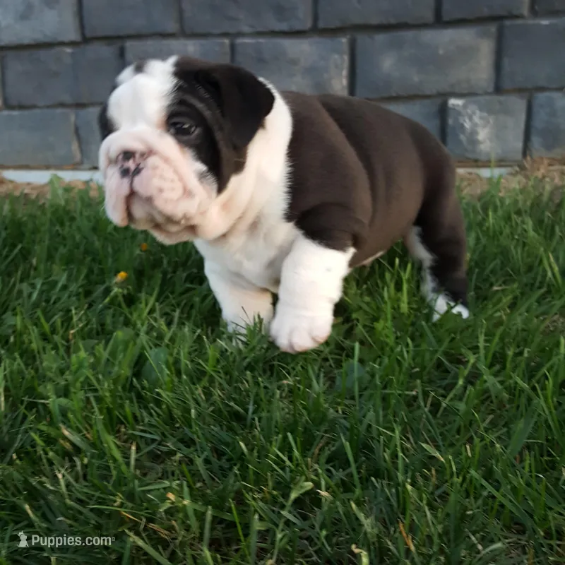 Bruno  – English Bulldog puppy for sale in Sugarcreek, OH