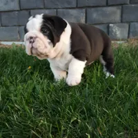 Bruno , a male English Bulldog for sale in Sugarcreek, OH – Photo 1 of 10