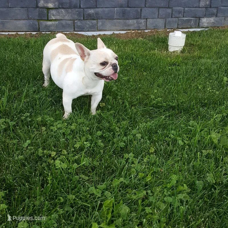 Bella  – French Bulldog puppy for sale in Sugarcreek, OH