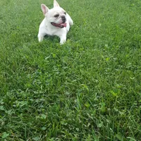 Bella , a female French Bulldog for sale in Sugarcreek, OH – 7 of 8