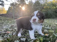 Memphis, a male Australian Shepherd for sale in Hustonville, KY – 2 of 2