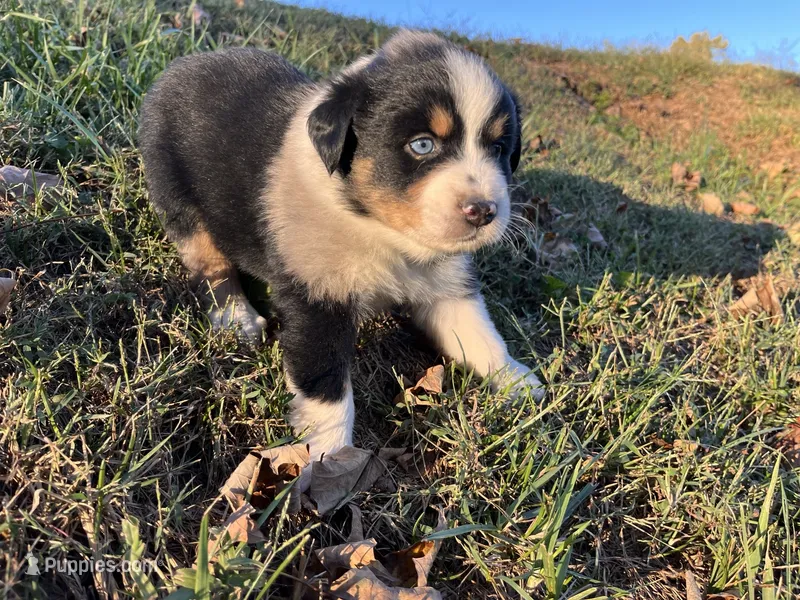 Raleigh – Australian Shepherd puppy for sale in Hustonville, KY