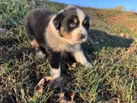 Raleigh, a female Australian Shepherd for sale in Hustonville, KY – 1 of 2