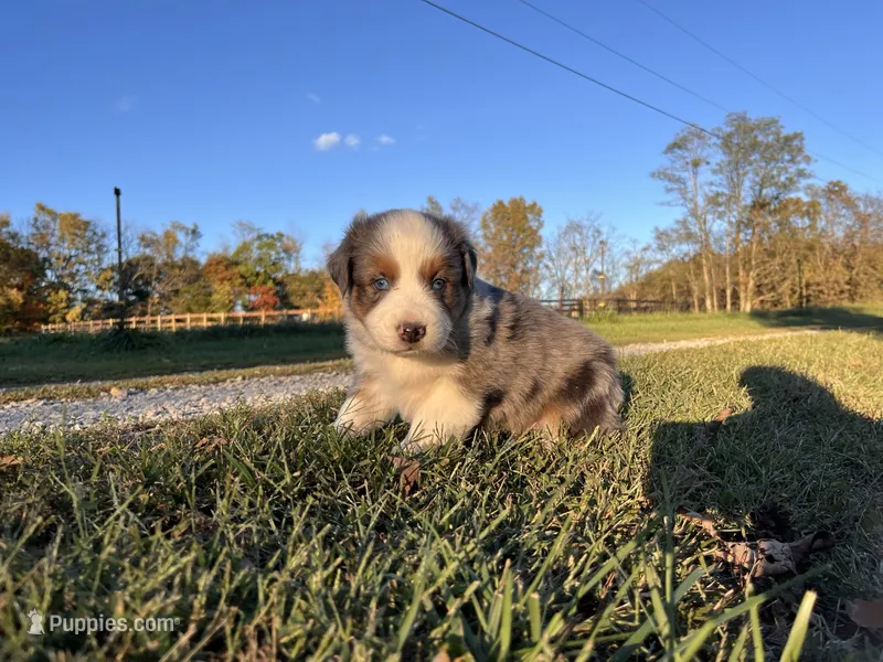 Durango – Australian Shepherd puppy for sale in Hustonville, KY