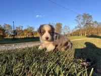 Durango, a male Australian Shepherd for sale in Hustonville, KY – 1 of 2