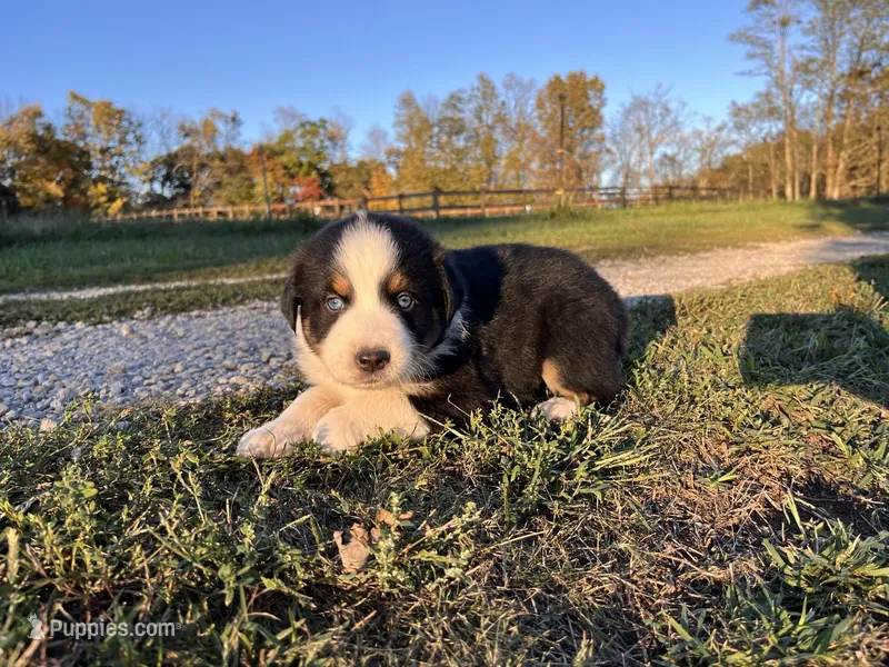 Randy – Australian Shepherd puppy for sale in Hustonville, KY