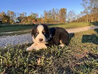 Randy, a male Australian Shepherd for sale in Hustonville, KY – 1 of 2
