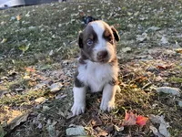 Cheyenne, a female Australian Shepherd for sale in Hustonville, KY – 2 of 2