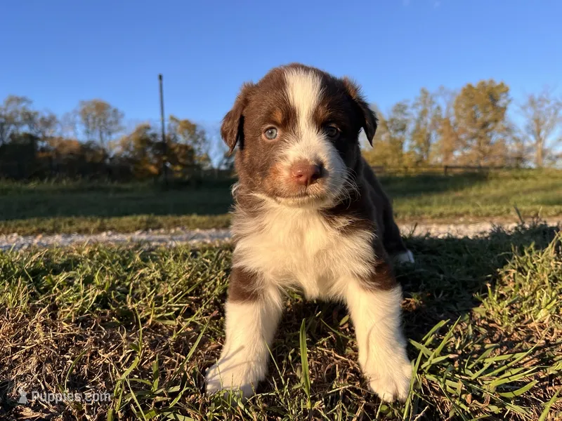Cheyenne – Australian Shepherd puppy for sale in Hustonville, KY