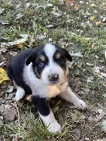 Raleigh, a female Australian Shepherd for sale in Hustonville, KY – 2 of 2