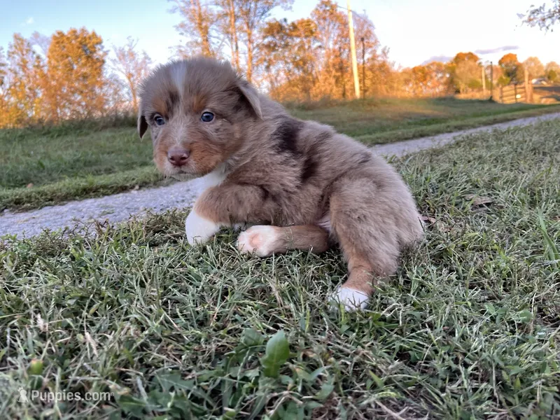 Vegas – Australian Shepherd puppy for sale in Hustonville, KY