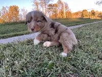 Vegas, a male Australian Shepherd for sale in Hustonville, KY – 1 of 2