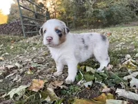 Charlotte, a female Australian Shepherd for sale in Hustonville, KY – 2 of 2