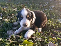 Randy, a male Australian Shepherd for sale in Hustonville, KY – 2 of 2