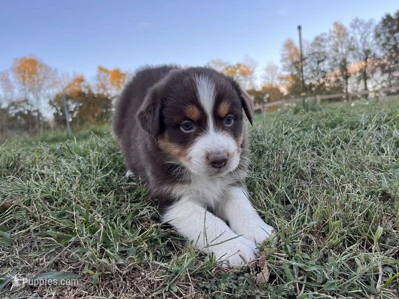 Dallas – Australian Shepherd puppy for sale in Hustonville, KY