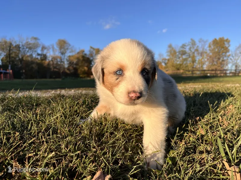 Charlotte – Australian Shepherd puppy for sale in Hustonville, KY