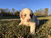 Charlotte, a female Australian Shepherd for sale in Hustonville, KY – 1 of 2