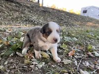 Durango, a male Australian Shepherd for sale in Hustonville, KY – 2 of 2