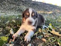 Dallas, a male Australian Shepherd for sale in Hustonville, KY – 2 of 2