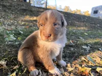 Vegas, a male Australian Shepherd for sale in Hustonville, KY – 2 of 2