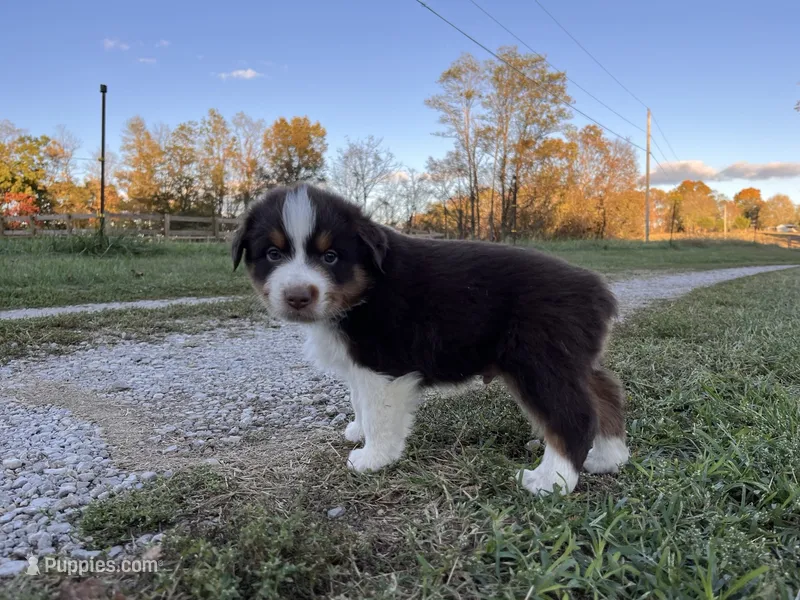 Memphis – Australian Shepherd puppy for sale in Hustonville, KY