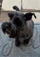 Sawyer, a male Miniature Schnauzer for sale in Chippewa Falls, WI – 1 of 1