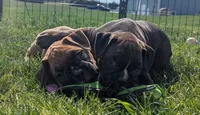 Bentley , a male Boxer for sale in Myerstown, PA – 2 of 4