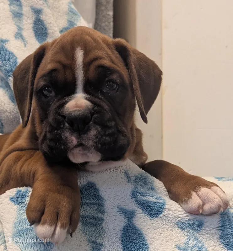 Wrangler – Boxer puppy for sale in Myerstown, PA