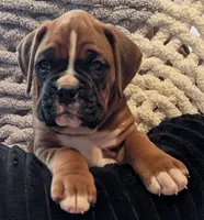 Wrangler, a male Boxer for sale in Myerstown, PA – 3 of 4