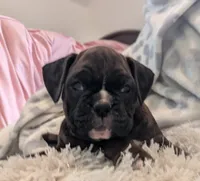Dakota , a female Boxer for sale in Myerstown, PA – 3 of 5