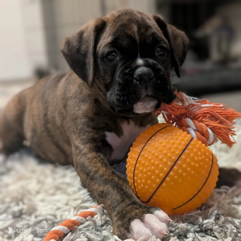 Bronco – Boxer puppy for sale in Myerstown, PA