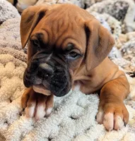 Bentley , a male Boxer for sale in Myerstown, PA – 4 of 4