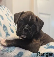 Ranger, a male Boxer for sale in Myerstown, PA – 4 of 5
