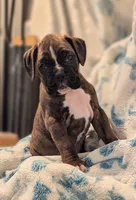 Mustang , a male Boxer for sale in Myerstown, PA – 2 of 3