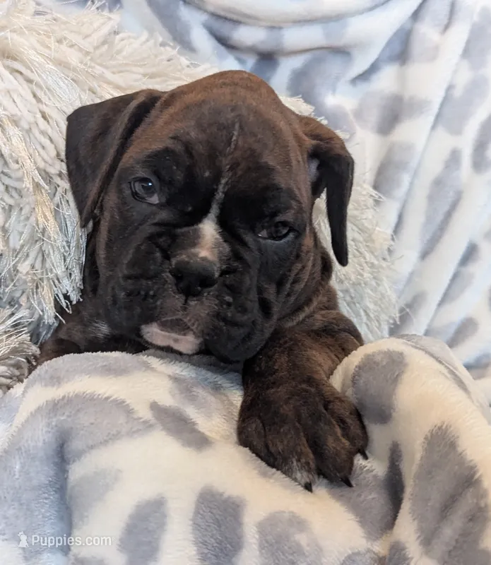 Dakota  – Boxer puppy for sale in Myerstown, PA