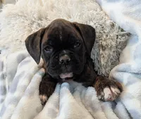Tesla, a female Boxer for sale in Myerstown, PA – 3 of 4