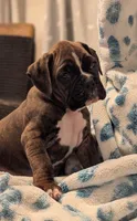 Mustang , a male Boxer for sale in Myerstown, PA – 3 of 3