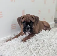 Sienna, a female Boxer for sale in Myerstown, PA – 3 of 5