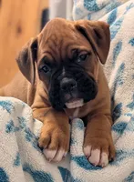 Bentley , a male Boxer for sale in Myerstown, PA – 3 of 4
