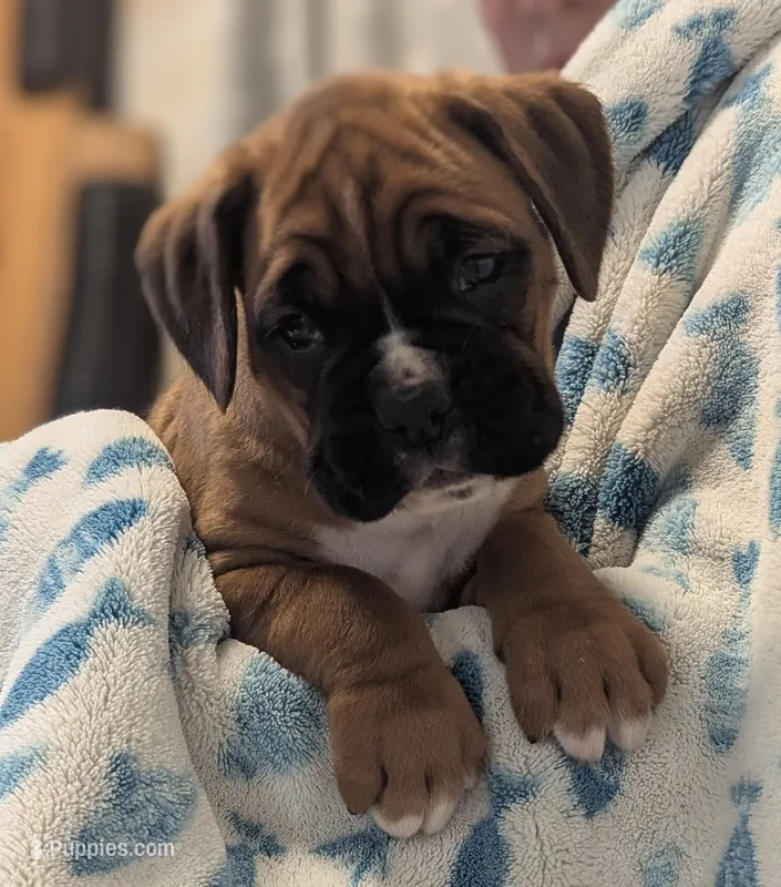 Blazer – Boxer puppy for sale in Myerstown, PA
