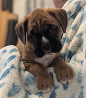 Blazer, a male Boxer for sale in Myerstown, PA – 1 of 5