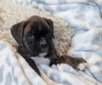 Tesla, a female Boxer for sale in Myerstown, PA – 4 of 4