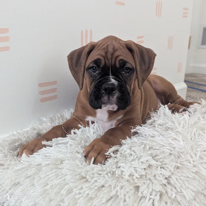Sienna – Boxer puppy for sale in Myerstown, PA