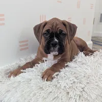 Sienna, a female Boxer for sale in Myerstown, PA – 1 of 5
