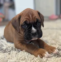 Blazer, a male Boxer for sale in Myerstown, PA – 3 of 5