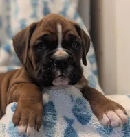 Wrangler, a male Boxer for sale in Myerstown, PA – 4 of 4