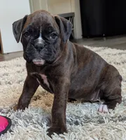 Dakota , a female Boxer for sale in Myerstown, PA – 2 of 5