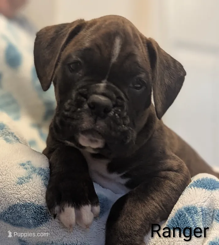 Ranger – Boxer puppy for sale in Myerstown, PA