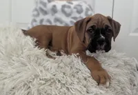 Sienna, a female Boxer for sale in Myerstown, PA – 2 of 5
