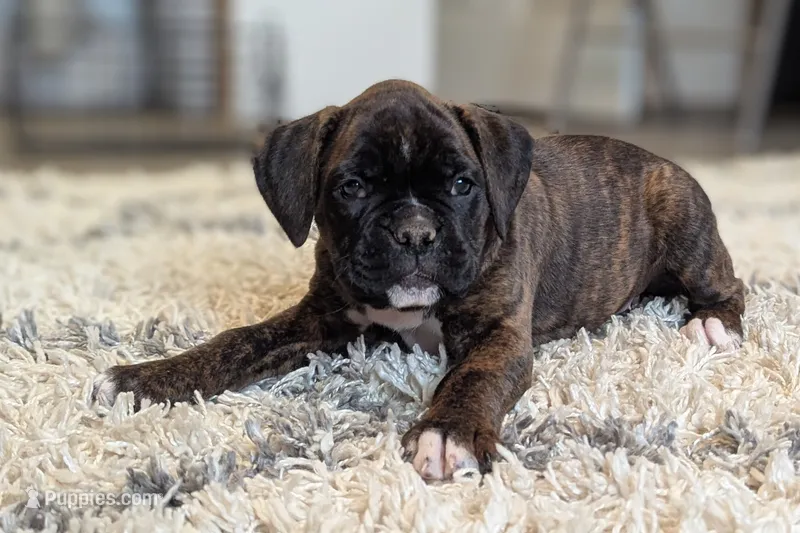 Tesla – Boxer puppy for sale in Myerstown, PA